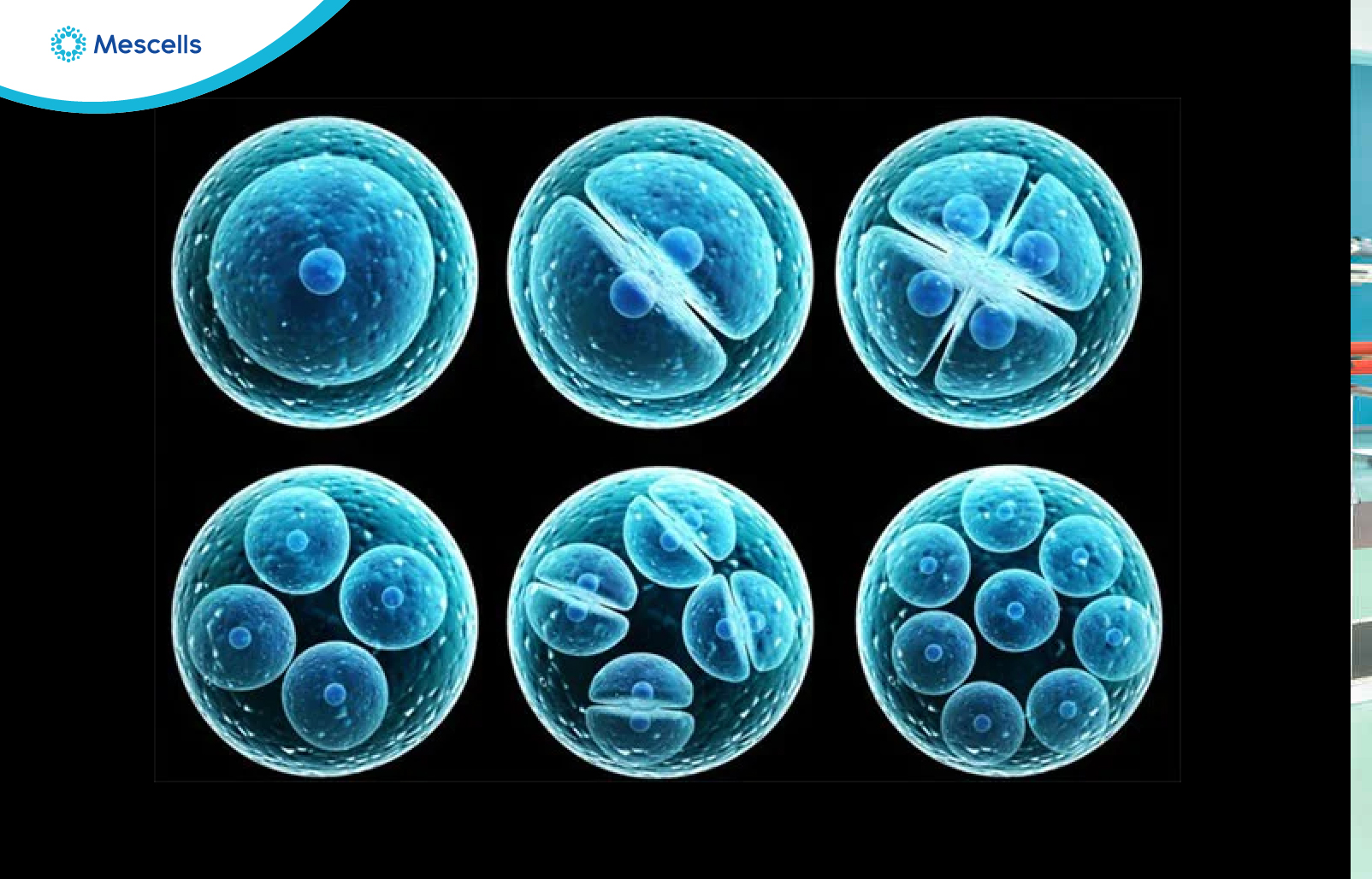 Hình ảnh tế bào gốc trong nghiên cứu